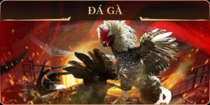 Cách Chơi Đá Gà GA28 QH88 Chinh Phục Đấu Trường Thắng Lớn Hấp Dẫn